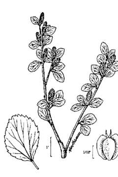 Image of Arctic dwarf birch