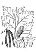 Image of Black Birch