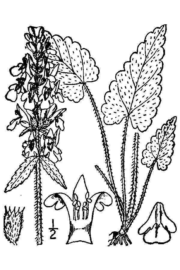 Image de Betonica officinalis L.