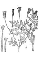 Image of Spanish needles