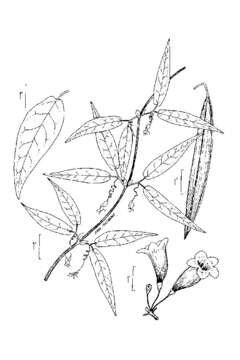 Image of crossvine