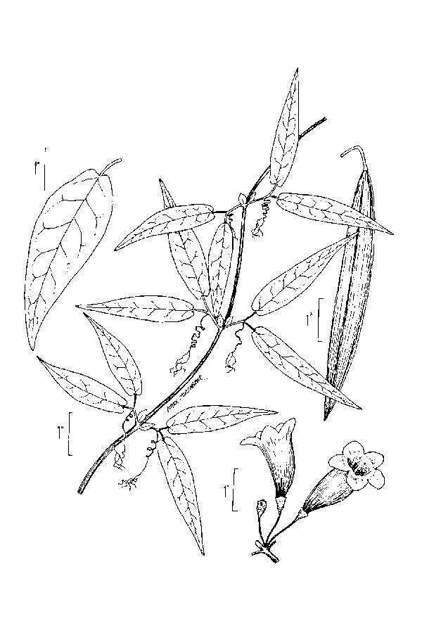 Image of crossvine