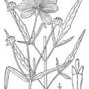 صورة <i>Bidens coronata</i>