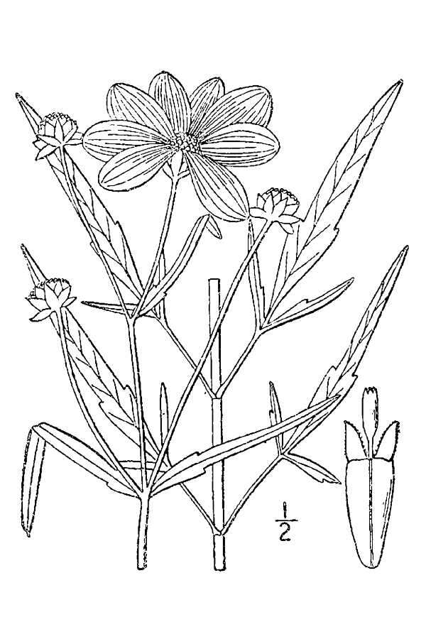 Image of crowned beggarticks