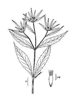 Image of Trifid Bur-marigold