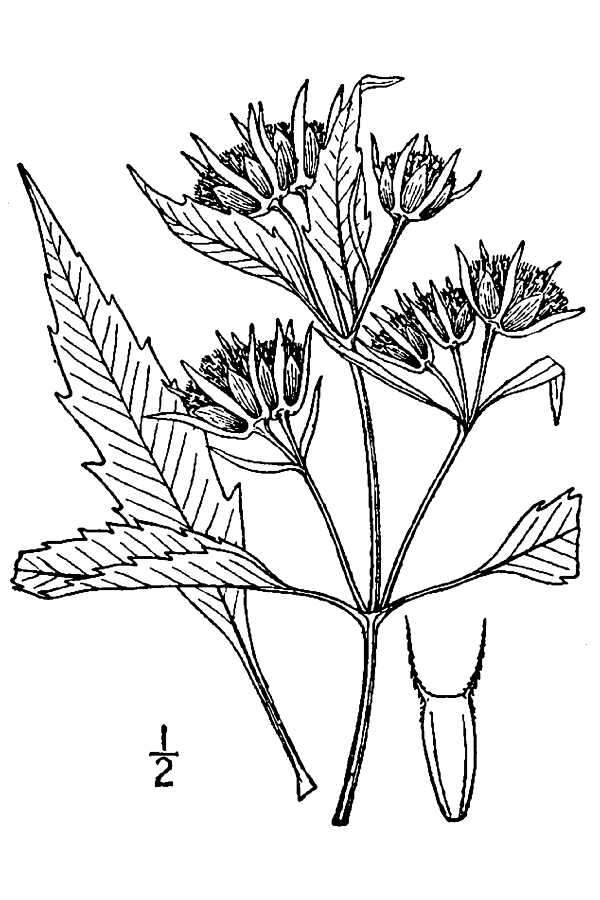 Image of purplestem beggarticks