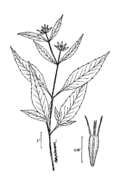 Image of purplestem beggarticks