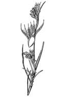Image of Bigelow's desertgrass