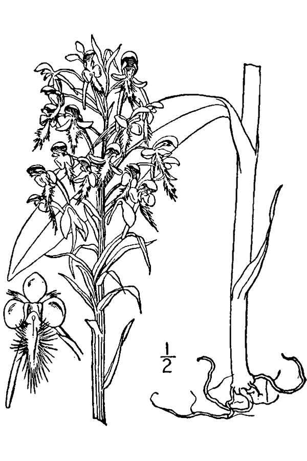 Image de Platanthera ciliaris (L.) Lindl.