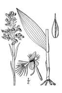 Image de Platanthera cristata (Michx.) Lindl.