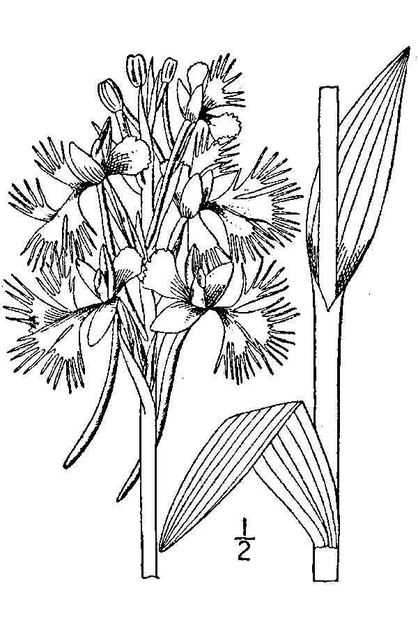 Image of Eastern prairie fringed orchid