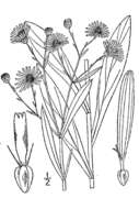 Plancia ëd Boltonia asteroides (L.) L'Hér.