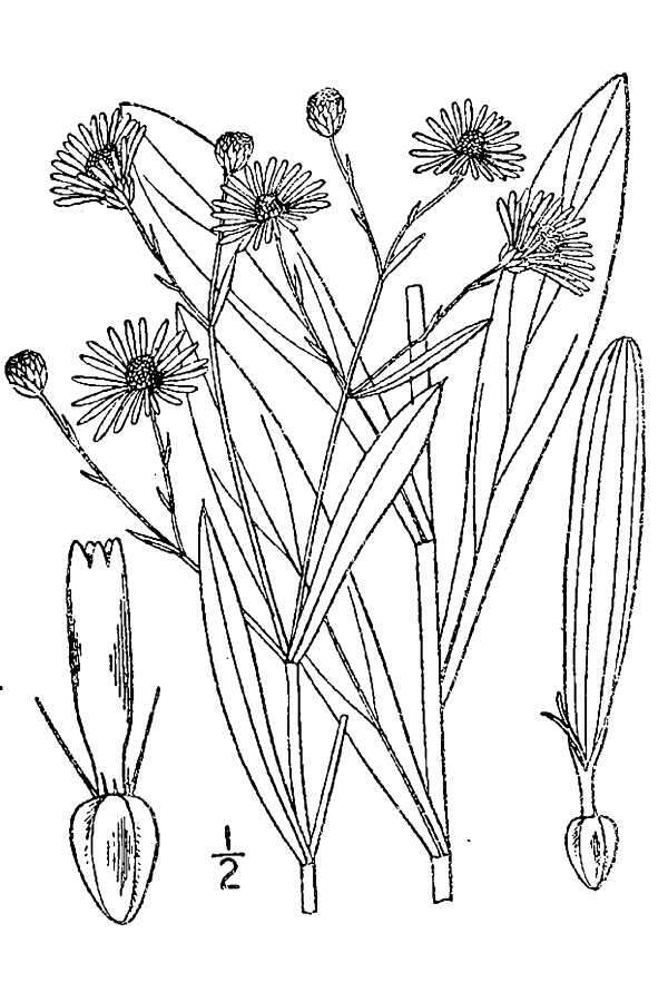 Plancia ëd Boltonia asteroides (L.) L'Hér.