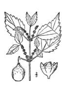 Image de Boehmeria cylindrica (L.) Sw.