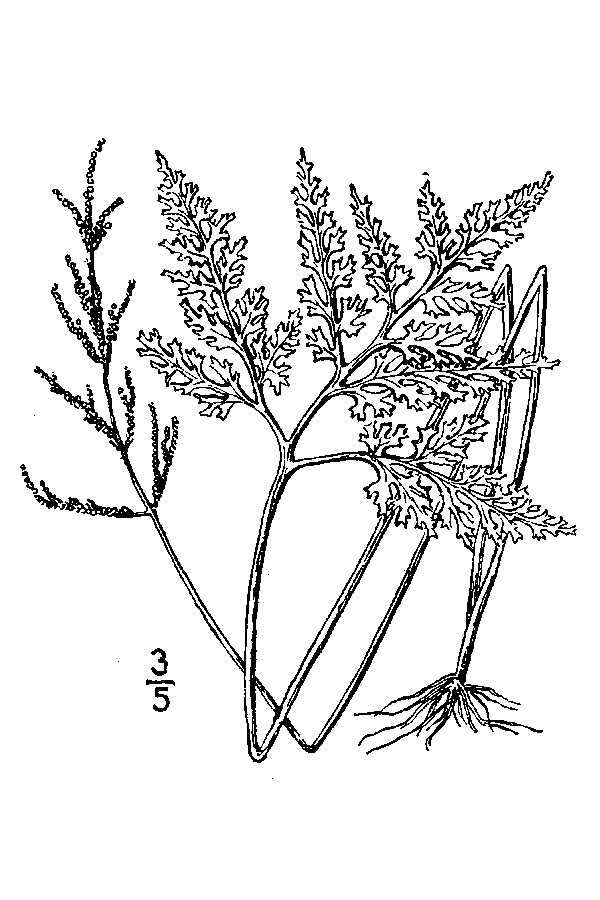 Image of Cut-Leaf Grape Fern
