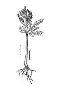 Botrychium lanceolatum (S. G. Gmel.) Angström resmi