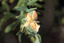 Sivun Hypericum crux-andreae (L.) Crantz kuva