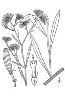 Plancia ëd Boltonia asteroides var. latisquama (A. Gray) Cronq.