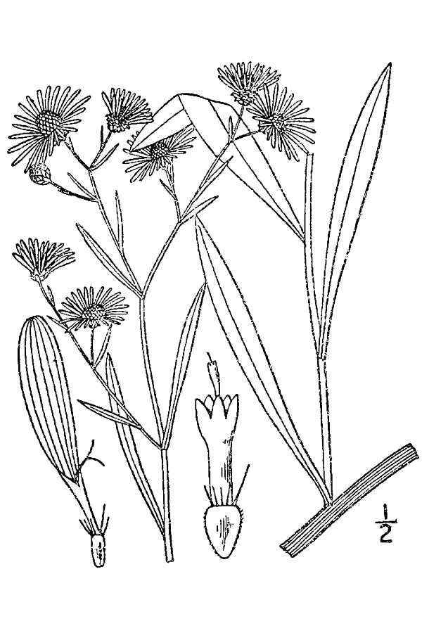 Plancia ëd Boltonia asteroides var. latisquama (A. Gray) Cronq.