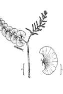 Botrychium lunaria (L.) Sw. resmi
