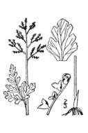 Botrychium matricariifolium (Döll) A. Br. ex Koch resmi