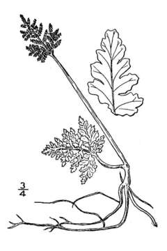 Imagem de Sceptridium multifidum (S. G. Gmel.) Nishida ex Tag.