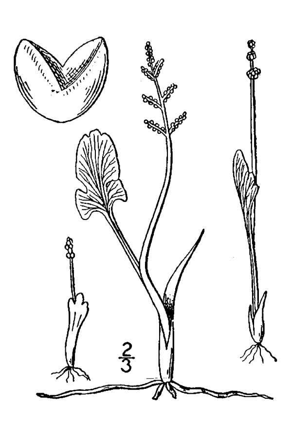Botrychium simplex E. Hitchc. resmi