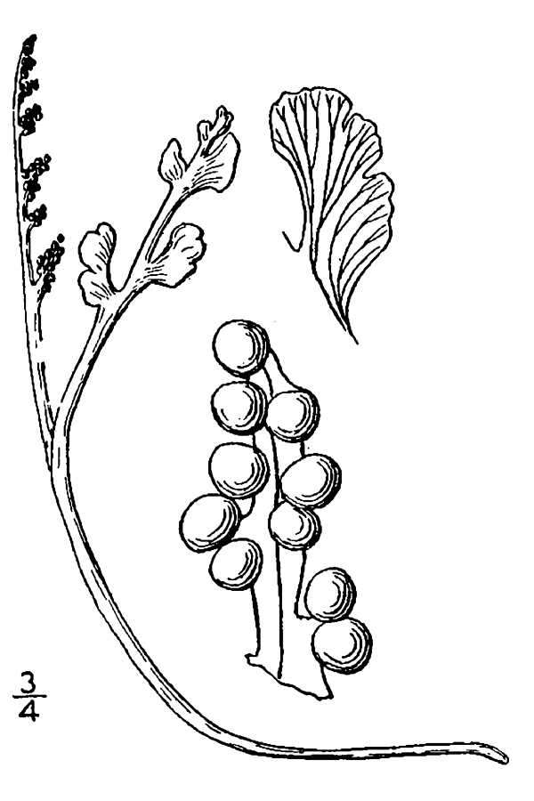 Image of little grapefern