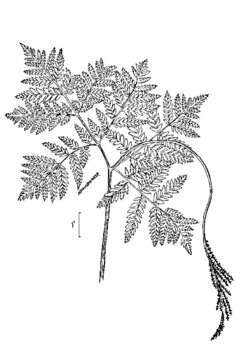 Image of rattlesnake fern