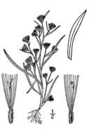 Image of rayless alkali aster
