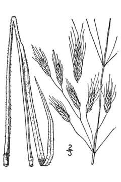 Image of field brome