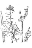 Sivun Brassica rapa subsp. rapa kuva
