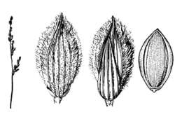 Plancia ëd Brachiaria ciliatissima (Buckley) Chase