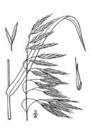 Image of fringed brome