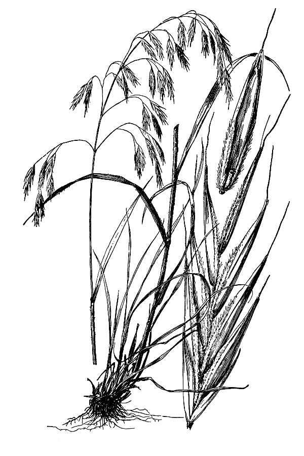 Imagem de Bromus ciliatus L.