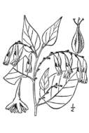 Image of American buckwheat vine