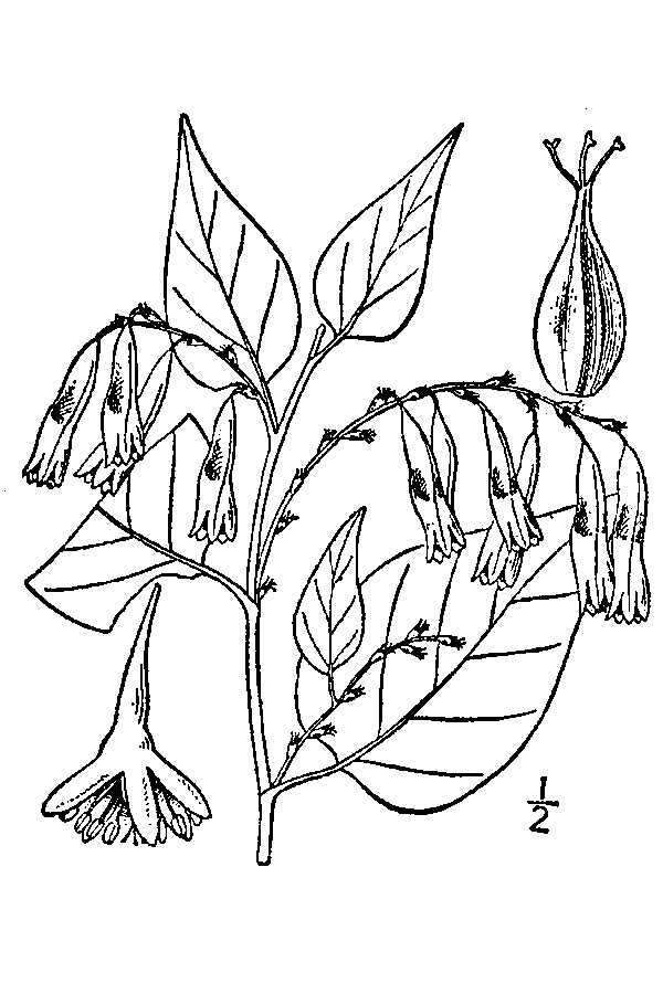 Image of American buckwheat vine