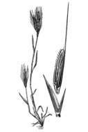 Image of purple false brome