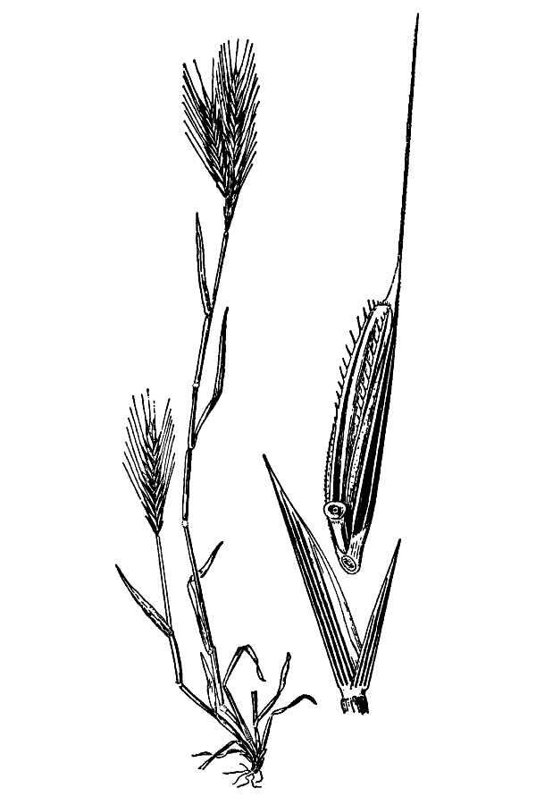 Imagem de Brachypodium distachyon (L.) P. Beauv.