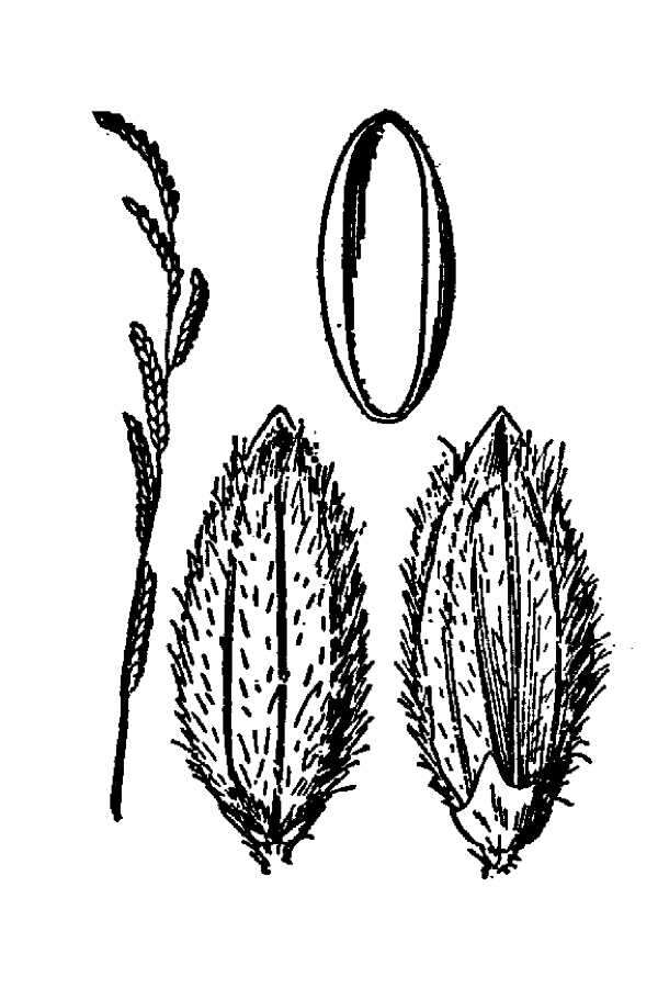 Image of sweet signalgrass