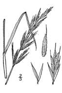 Image of erect brome