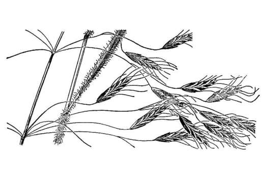 Image de Bromus arvensis L.