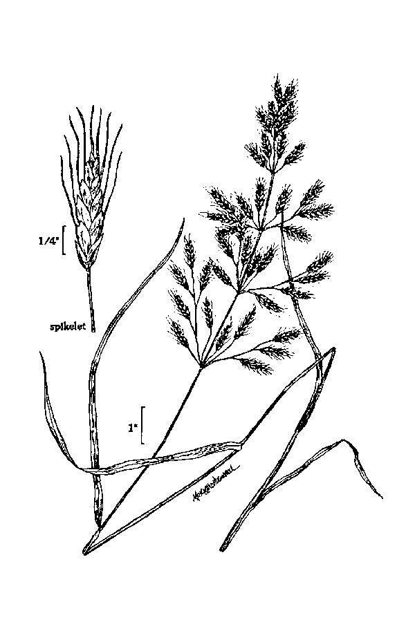 Image of field brome