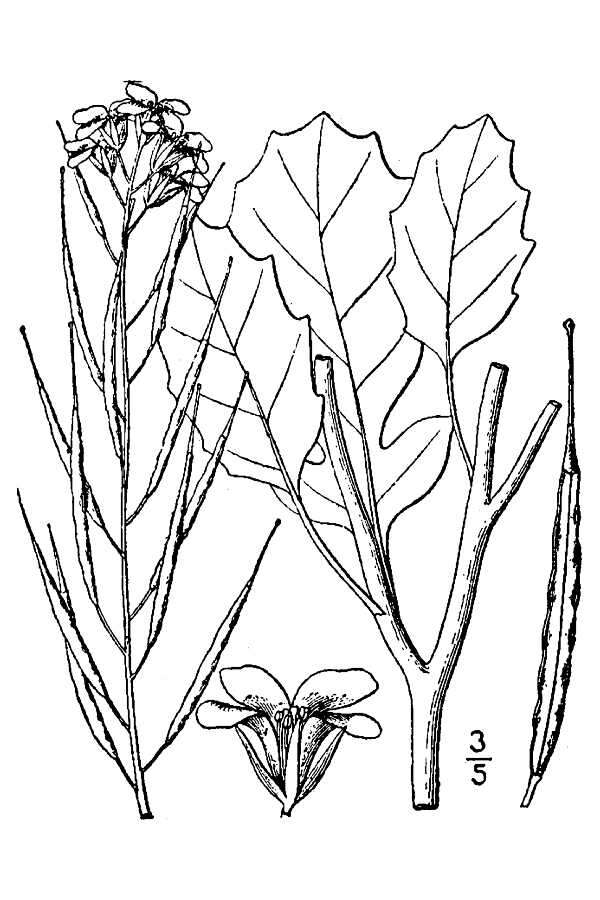 Слика од Brassica juncea (L.) Czern.