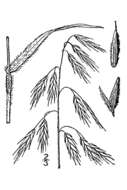 Image of arctic brome