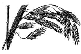 Image of arctic brome