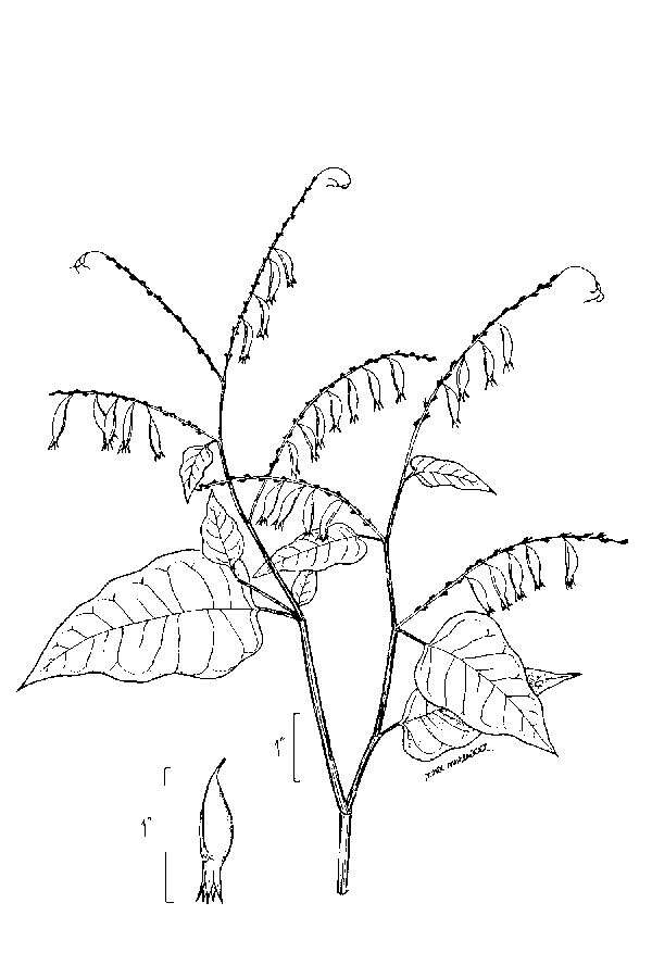 Image of buckwheat vine