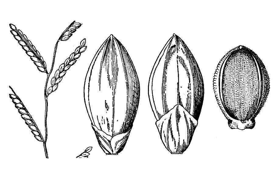 Plancia ëd Brachiaria plantaginea (Link) Hitchc.