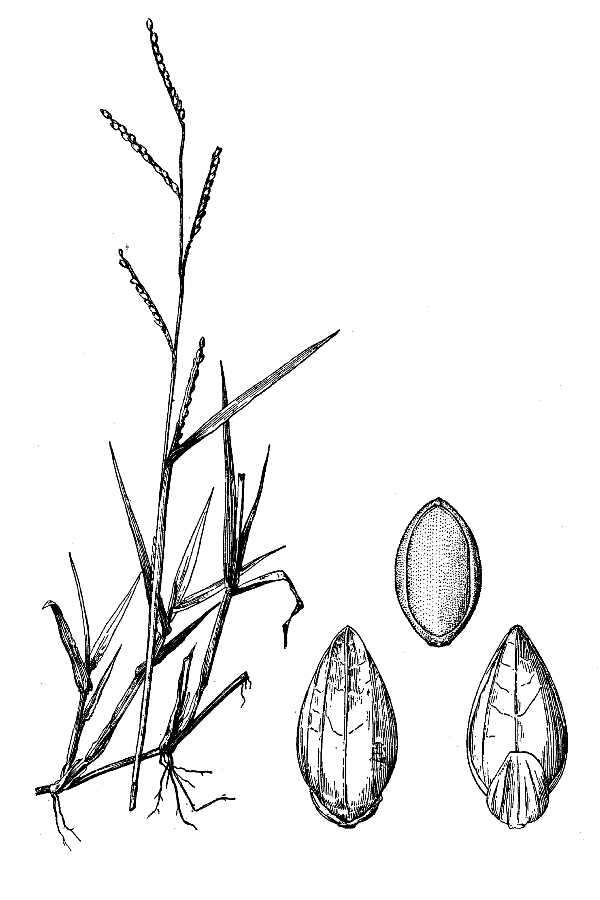 Plancia ëd Brachiaria platyphylla (Munro ex C. Wright) Nash