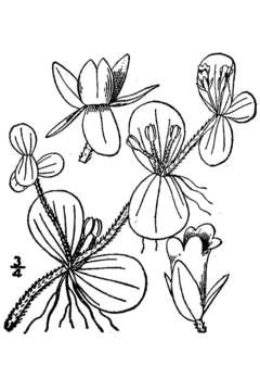 Image of disk waterhyssop